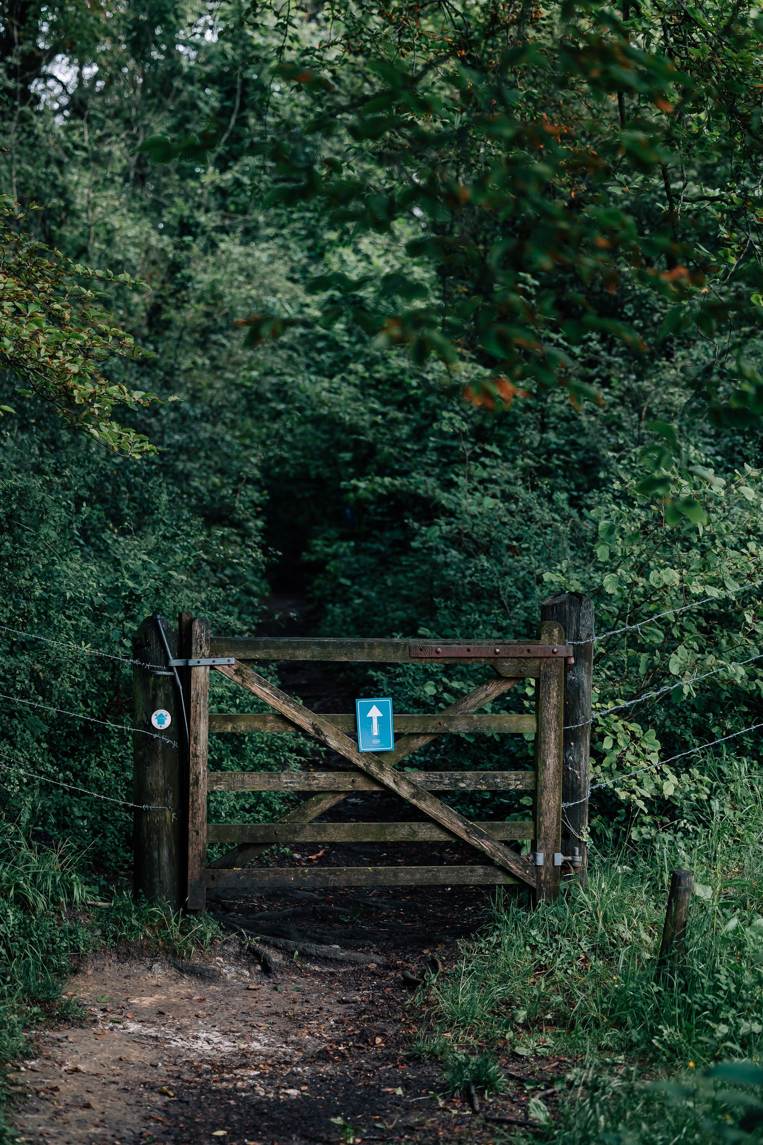 The trail runner | gift guide