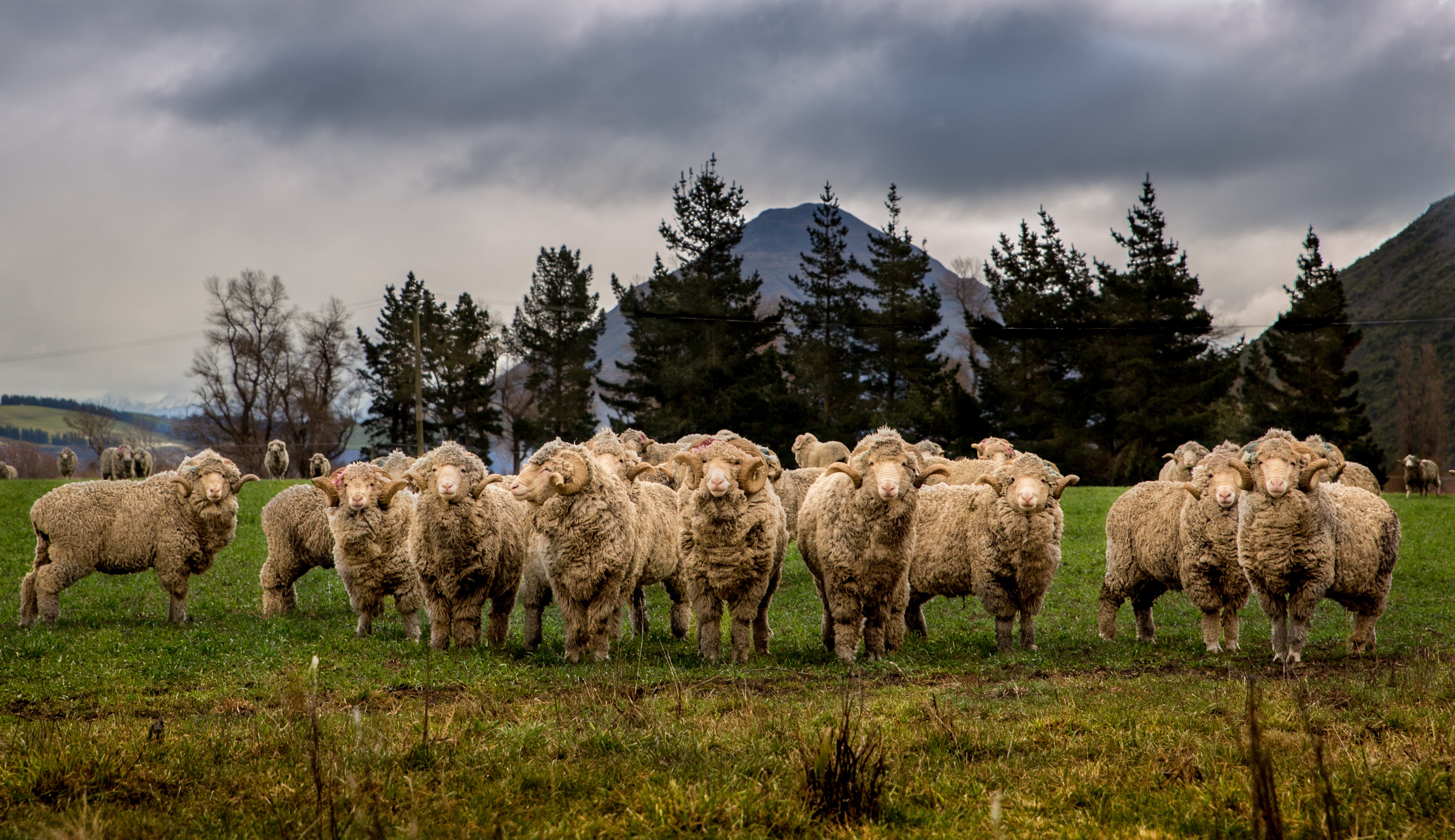 5 Reasons to choose Merino